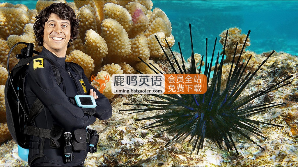 BBC科普英语真人动画Andy’s Aquatic Adventures安迪的海底探险，适合0-10岁，全2季共30集，1080P高清视频带英文字幕，百度网盘下载！