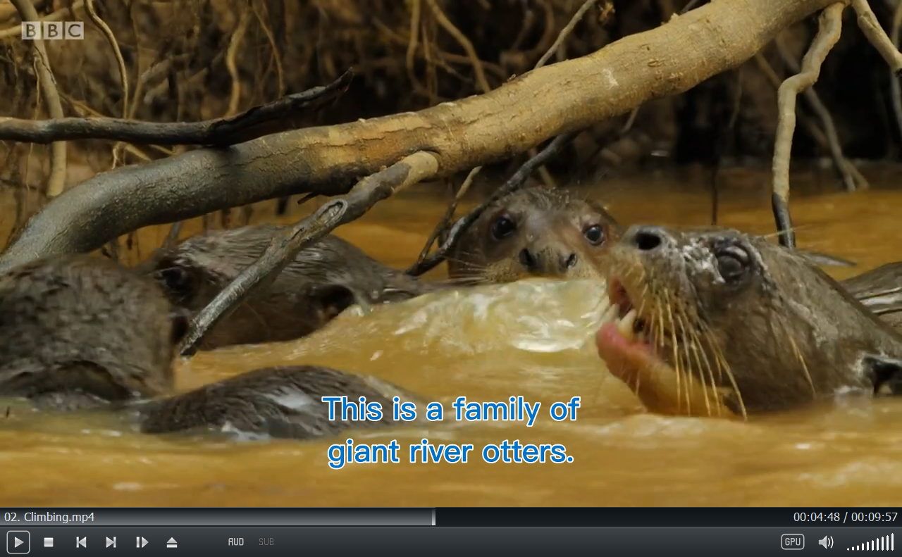Andy's Baby Animals 图片7