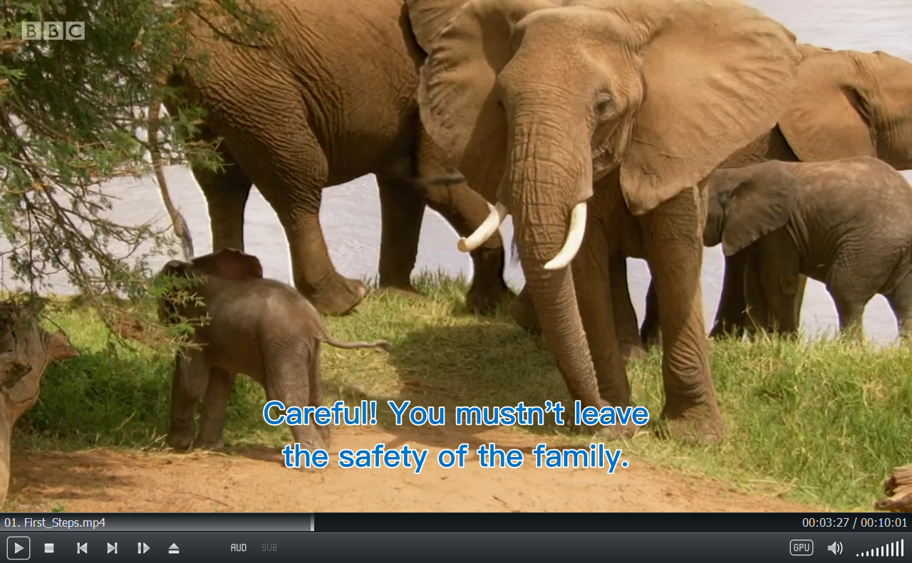 Andy's Baby Animals 图片9